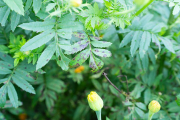 Fungal disease on the leaf of marigold