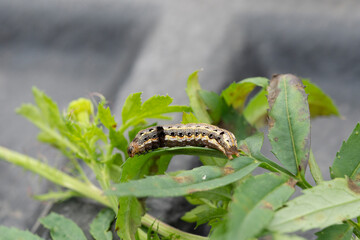 worm on mariglod leaf. close up shot