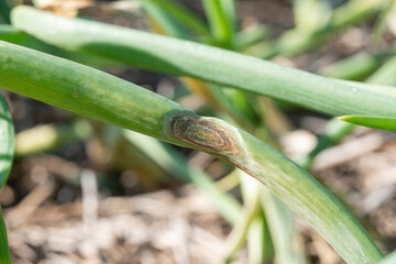 Anthracnose disease on leaf of onion.