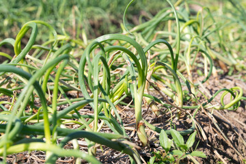Anthracnose disease on leaf of onion.