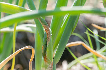 Anthracnose disease on leaf of onion.