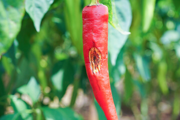 anthracnose disease on fruit of chili