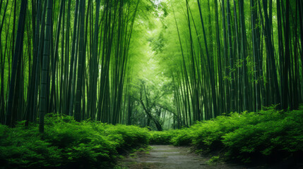 Fototapeta premium Beautiful bamboo forest at spring