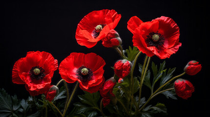 Obraz premium Red poppy flowers in a dark background