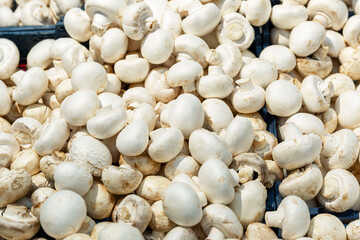 A lot of champignons on the counter in a store. Healthy eating, diet and vegetarianism. Close-up. Background.