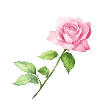 pink rose flowers with leaves watercolor paint 