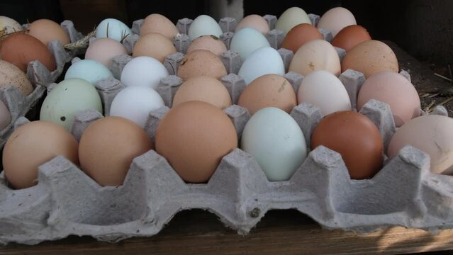 Close up of paper trays full of different type of eggs just collected from cage free hens.