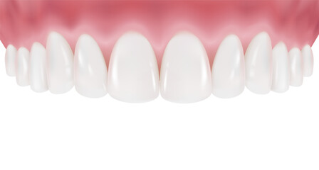 Upper row of teeth and gums are arranged in a clean, white curve. Healthy teeth and perfectly clean gums. Realistic vector illustration Isolated on white background. - obrazy, fototapety, plakaty