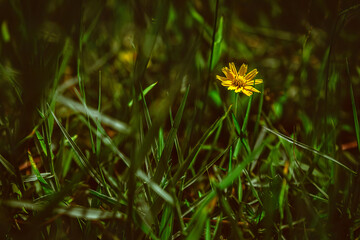 Creeping lettuce
A small yellow flower was in bloom in the grass