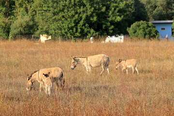 herd of donkeys with offspring in sardinia
