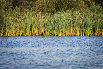 not calm water on the lake