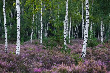 birches and heather - Birken und Heide