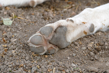 a dog's hind paws, a dog's hind legs and their nails,