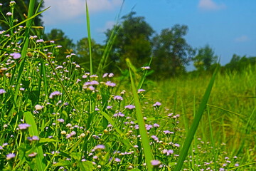 purple grass flower 