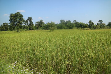 Fototapeta premium green field and blue sky