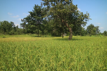 Green rice field 