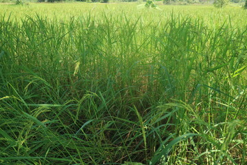 Beautiful view of the green rice field 