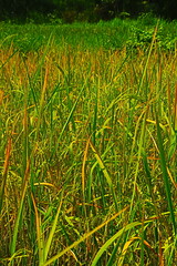 Obraz premium green rice field