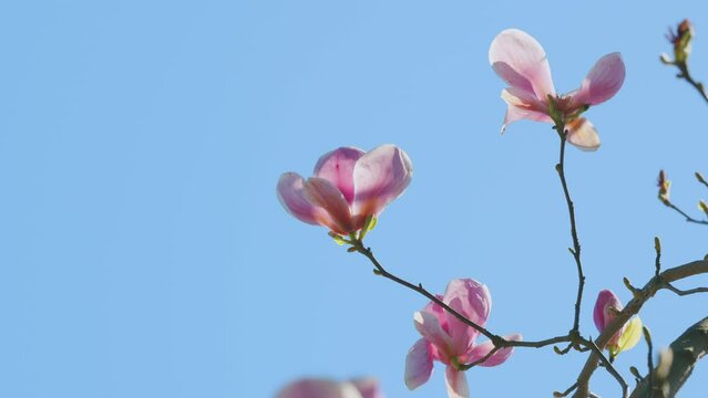 Blooming Pink Magnolia In The Blue Sky. Magnolias In Bloom On A Bright Spring Day. Close up.