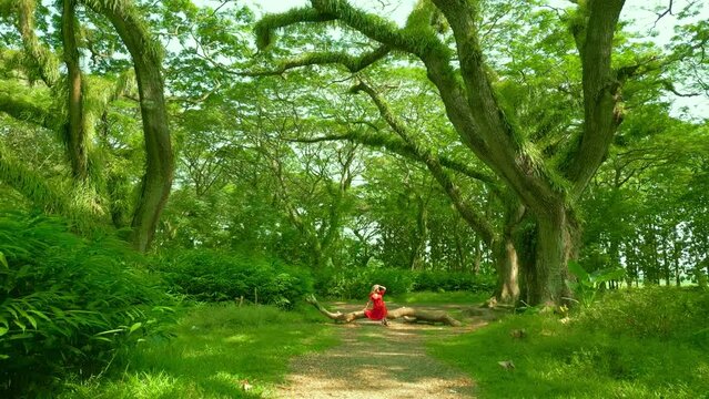 Woman in a red dress sitting through a magic rainforest in De Djawatan forest at Banyuwangi, East Java, Indonesia. Aerial Drone view 4K.
