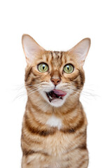 A Bengal cat licks its lips in anticipation of food. - obrazy, fototapety, plakaty