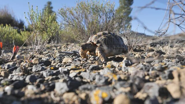 Ground level: Tent tortoise emerges from shell and walks across rocky ground, surrounded by small hardy bushes