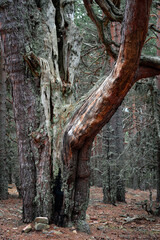 Pine forest in the Urbión mountains in Soria (Spain) and its Grandparents of the forest hike