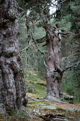 Pine forest in the Urbi&oacute;n mountains in Soria (Spain) and its Grandparents of the forest hike