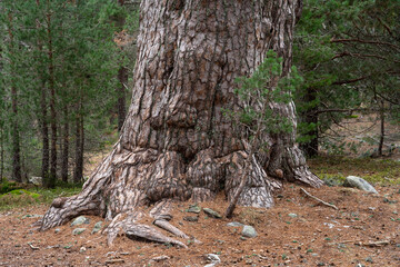 Fototapeta na wymiar Pine forest in the Urbión mountains in Soria (Spain) and its Grandparents of the forest hike