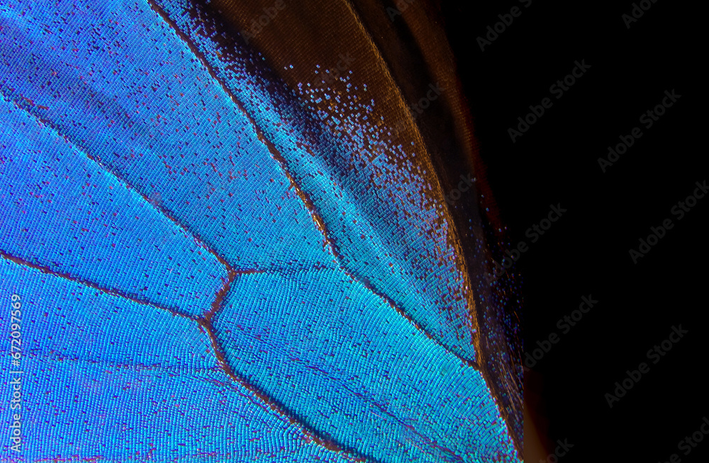 Aufkleber wing of a butterfly ulysses. wing of a butterfly texture background.