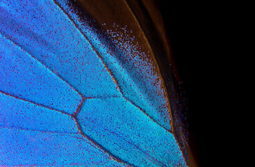 Wing of a butterfly Ulysses. Wing of a butterfly texture background.    