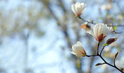 blooming magnolia. white magnolia flower in the garden. copy space