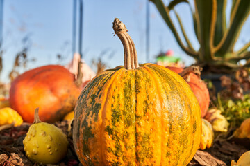 Big pumpkin with dry tail among other pumpkins outdoors. Close up of nice pumpkin with hard skin, harvested in autumn, perfect for Halloween party, with copy space. Autumn, harvest, Halloween concept.