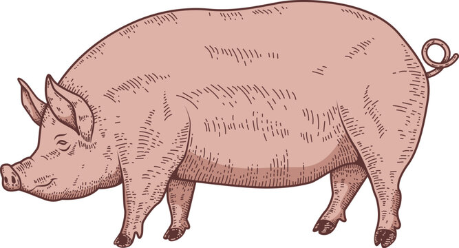 Illustration of a large fat pig isolated on white background. Pork meat. Design element for poster, menu ,card.