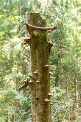 Mushrooms growing on the trunk of a tree in the forest