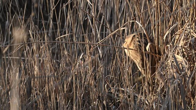 Eurasian Bittern 