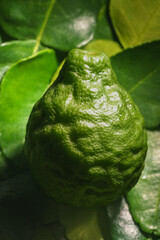Naklejka premium Kaffir lime balls and leaves