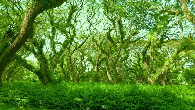 De Djawatan is a unique forest with huge towering Trembesi Monkey Pod trees at Banyuwangi, East Java, Indonesia. Aerial Drone view 4K.