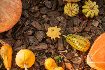Various of ripe pumpkins against wood recycled mulch natural background. Top view of orange and...