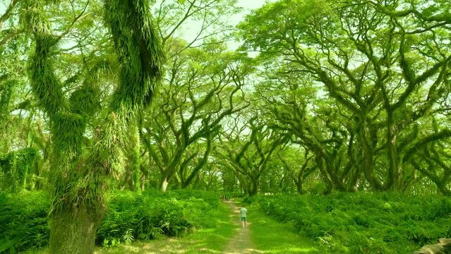 De Djawatan is a unique forest with huge towering Trembesi Monkey Pod trees at Banyuwangi, East Java, Indonesia. Aerial Drone view 4K.