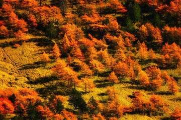 浅間山の紅葉の落葉松