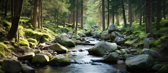 Foto op Plexiglas A woodland enclosed stream flowing in the Rocky Mountains © 2rogan