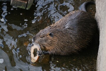 Nutria