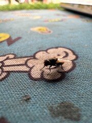Closeup of a bee on the ground 