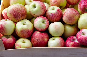 Wooden crate box full of fresh apples. Overhead view of fresh organic apples harvesting concept