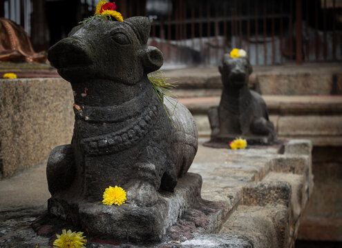 Small nandi (cow) statues in the Thanjavur Big Temple(also referred as the Thanjai Periya Kovil in tamil language).