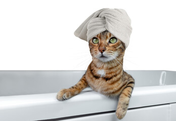 Domestic cat wrapped in a white towel in the bathroom on a transparent background.