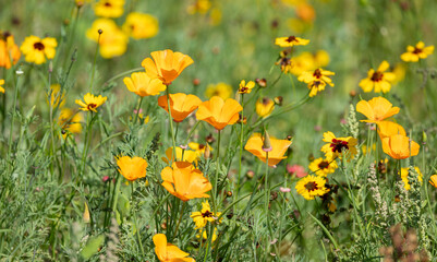 Bright yellow orange flowers of the ashsholtsia , the California poppy blooms on a flower bed in...