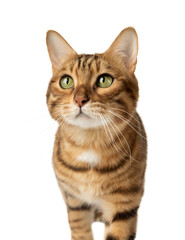 The face of a Bengal red cat on a transparent background.
