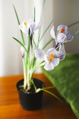 Purple crocus flowers in a pot on a brown wooden table